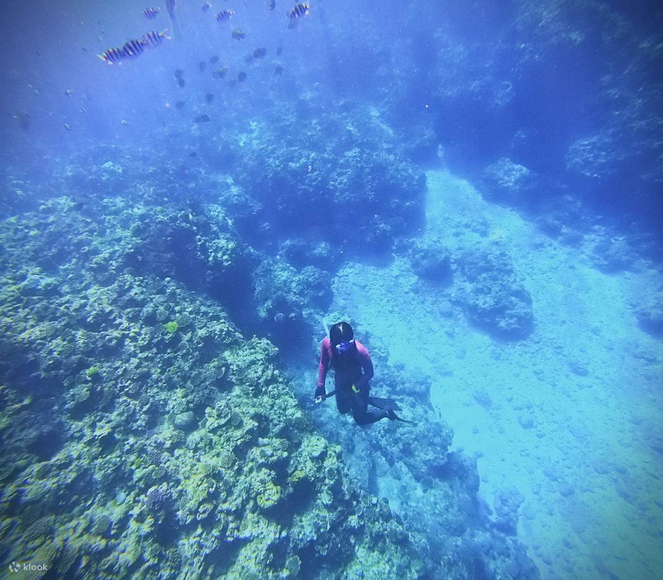 [Tour in coreano] Divertente immersione libera alla Grotta Blu di Okinawa (Ingresso in barca/Fotografie gratuite/Nessuna licenza richiesta)